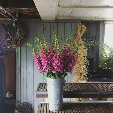 Camelot Rose, (F1) Digitalis Seeds - Packet image number null